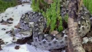 Les cinq serpents les plus dangereux du monde à Genève [upl. by Mychael103]