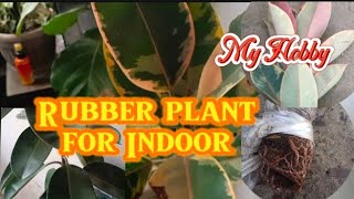 Planting Rubber plant to a Pot from Marcotte hobby plant indoorplants plantita trending [upl. by Euqinad]