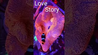 Clownfish and Red Carpet Anemone An Epic Underwater Love Story [upl. by Wardlaw221]