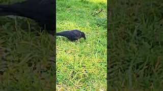 The third time I met this cute young crow quot Whitefoot juniorquot ❤️ crows birds lightlanguage [upl. by Hewe684]