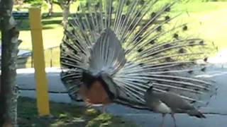 Peacocks mating  Pavo Real Apareandose [upl. by Ettesus]