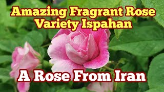 Ispahan A Fragrant Rose Variety From Iran David Austin Roses Gatden Centre [upl. by Mapel]