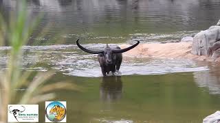 The Wild Buffalo is the third largest land mammal in India and the state animal of Chhattisgarh [upl. by Aloisius]