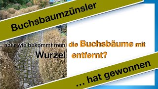 Buchsbaum mit Wurzel einfach entfernen ohne Bagger [upl. by Dnalra374]