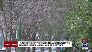 Salt Lake City worker accidentally poisons hundreds of trees in Fairpark area [upl. by Weston]