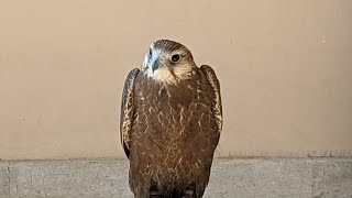 Exhilarating Laggar Falcon Flight A GoPro Adventure [upl. by Ardnuhsed562]