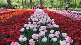 Keukenhof 2019  In the evening [upl. by Nassi]