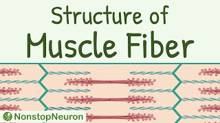 Structure of a Skeletal Muscle Fiber  Sarcomere Thick filament Thin filament Actin Myosin etc [upl. by Naujuj457]