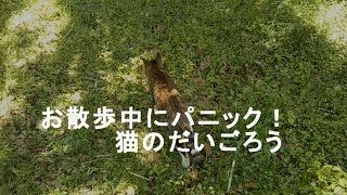 【猫散歩】 お散歩中にパニくった猫のだいごろう Vlog038 [upl. by Anyaj]