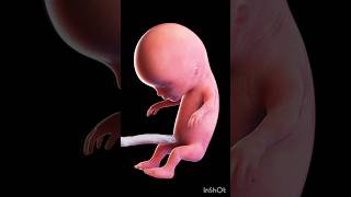 Human fetus 3d Animation biology 3dAnimationofhumanfetusembryodevelopmentshortembryogenesis [upl. by Akieluz]