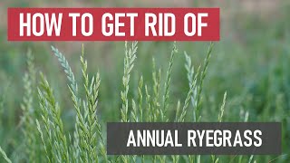 How to Get Rid of Annual Ryegrass Weed Management [upl. by Anitreb]