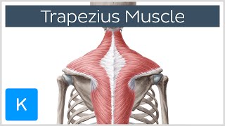 Trapezius Muscle  Origin Insertion Actions  Human Anatomy  Kenhub [upl. by Nnyllatsyrc]