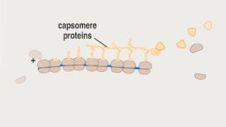 04 3 Biosynthesis P ssRNA [upl. by Alliuqat124]