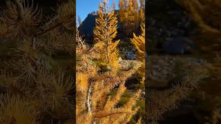 Larch season is here and Washington’s high alpine areas are exploding with color washington larch [upl. by Aicat]