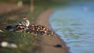 Common Mergansers [upl. by Tripp]