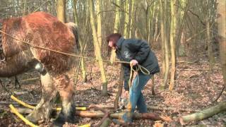 Forest Management  Bosbeheer in Bonheiden [upl. by Claudio]