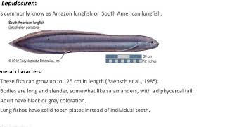 Dipnoi general characters and evolutionary significance [upl. by Hamlen359]