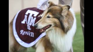 Texas AampM cadet to be rewarded for saving Reveille [upl. by Atina]