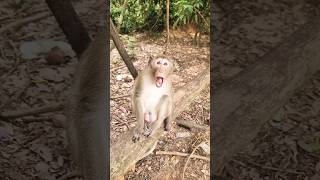 Monkeys Joking animals funny monkeys2024 shorts zoo animals2024 funnyanimals monkeys [upl. by Leahicm]