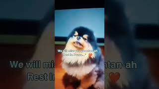 REST IN PEACE YEONTAN 😞 [upl. by Meara]