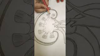 Kidney structure diagram easy pencil art youtubeshorts shorts trending viral [upl. by Atteuqahs435]