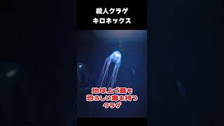 世界一の猛毒クラゲ「キロネックスフレッケリ」short 危険生物 猛毒生物 オーストラリアウンバチクラゲ Chironex fleckeri Australian box jelly [upl. by Winfrid]