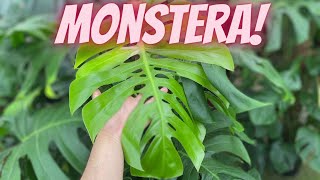 Monstera Deliciosa Plant Care Tips  How To Grow Monstera Deliciosa [upl. by Etana]