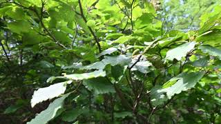 Alnus viridis Green Alder [upl. by Nibor]