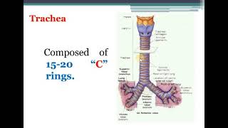 Thorax and Lung Health Assessment [upl. by Lehcer273]