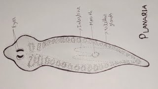 Planaria Diagram। How To Draw Planaria Easily।planaria diagramzoologybio। [upl. by Kathlene664]