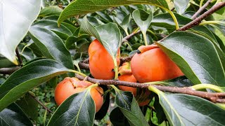 Why you Should Grow a Persimmon Tree amp Which one to Choose [upl. by Oirazan605]