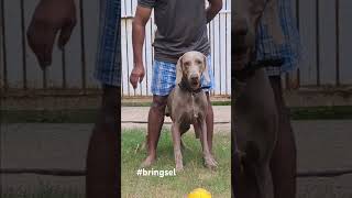 Kaiser practising bringsel weimaraner dogtrainingcollar conflictmanagement pets [upl. by Oeht]