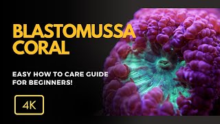 All About Blastomussa Coral Blastomussa spp Care Growth and Tips for Your Reef Aquarium [upl. by Demah569]