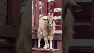 Meet goat sheep  Hochatown Rescue Center amp Petting Zoo shorts zoo shortvideos TravelPause [upl. by Valentin95]