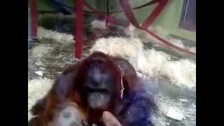 Funny video of Oshine amp Silvestre sent in by Lisa [upl. by Chien]