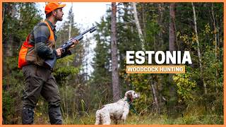 Woodcock Hunting in ESTONIA The REAL Paradise for bird hunting [upl. by Giles]