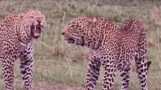 Big Masai mara male leopards fighting for territory [upl. by Hippel708]