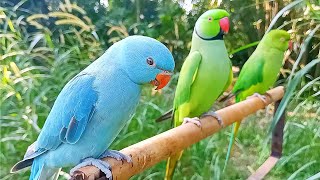 Cute Indian Ringneck Talking Parrot  Parrot Voice Talking [upl. by Everara470]