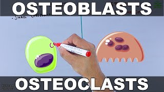 Osteoblasts vs Osteoclasts [upl. by Naeerb]