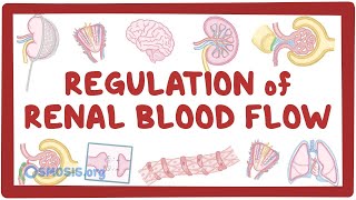 Regulation of Renal Blood Flow [upl. by Allix]