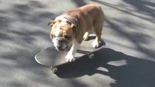 Cartman the Bulldog Skateboarding [upl. by Ludlew]