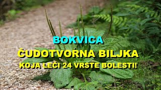 BOKVICA  ČUDOTVORNA BILJKA Koja LEČI 24 VRSTE BOLESTI [upl. by Tessi]