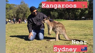 Visit To Friendly Kangaroos near Sydney  Morisset park NSW Australia  Facts and Information [upl. by Martinson]