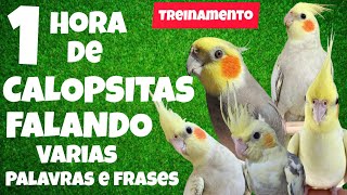 1 Hora de Calopsitas Falando para Ensinar a Sua a Falar  Treinamento para calopsita 🦜🐦🗨️ [upl. by Etteloiv]