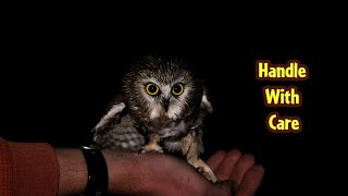 NORTHERN SAWWHET OWLS are wicked CUTE [upl. by Marfe]