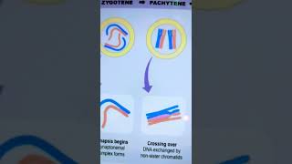 Stages of prophase1 in meiosis [upl. by Isabelle]