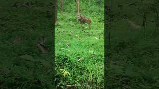 aa nottamuff youtubeshorts wildlife shorts trending music violin [upl. by Aehtla30]