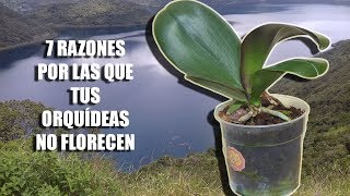 7 Razones por las que tus Orquídeas NO FLORECEN  Orquiplanet [upl. by Dazhehs]