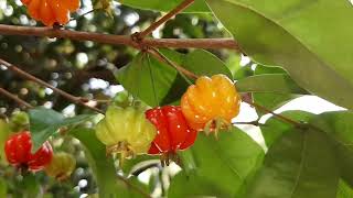 PITANGA EUGENIA UNIFLORA fruit [upl. by Borszcz]