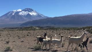 GEOSCHULE Lamas und Vulkane in den Hohen Anden in Chile [upl. by Warford]